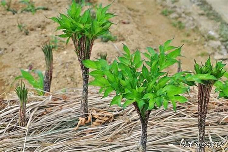 基肥的施用方法三种 哪些肥料可以用作基肥