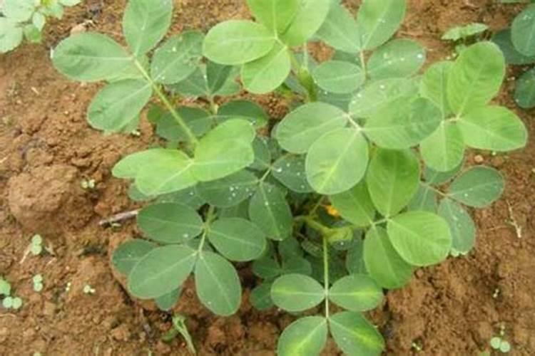 种植土豆用什么肥料最好