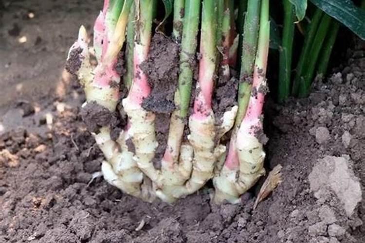 大姜用钾肥,硝酸钾好,还是硫酸钾好!