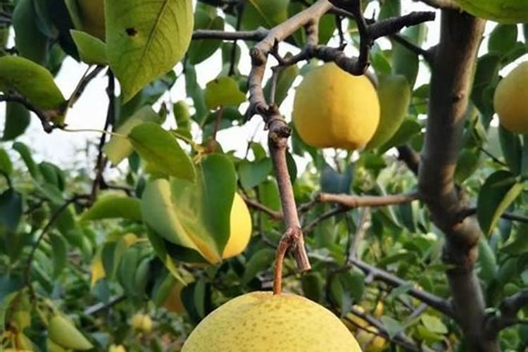 冷棚草莓如何繁殖