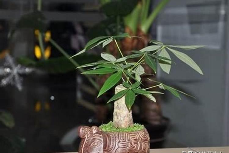 没用的菜叶怎么给花做肥料