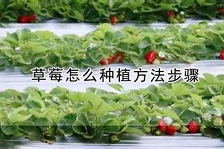 黄腐酸钾厂家