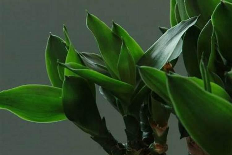 白天12度晚上1度给小麦打叶面肥能行吗？