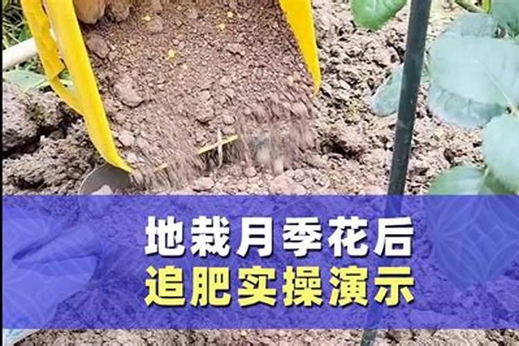 多久给花追肥 给花追肥的时间要注意些什么