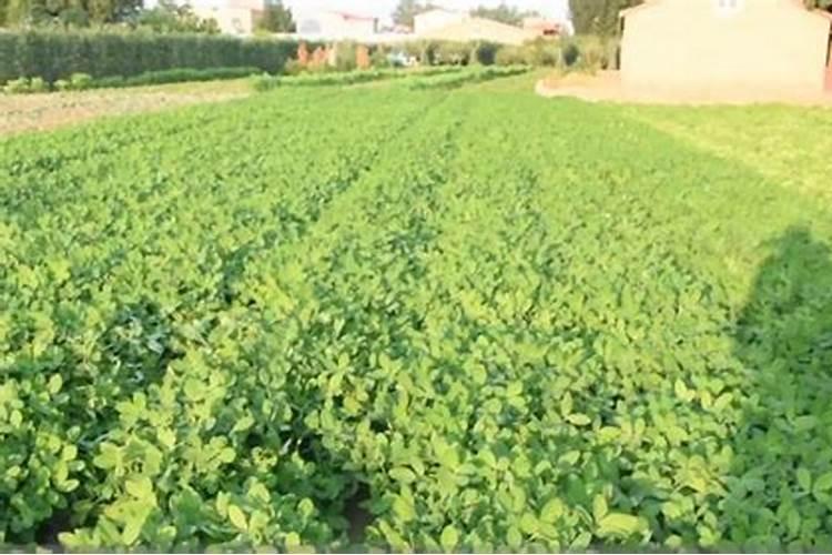 脐橙有哪些专用肥 如何进行施肥