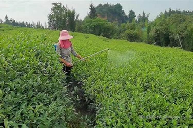 适合茶树的肥料有哪些种类？