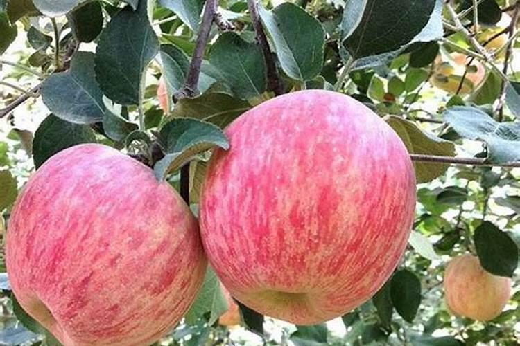 磷酸二氢钾是什么肥料？