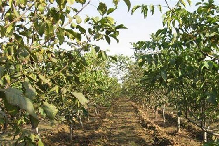 核桃树怎么施肥好？