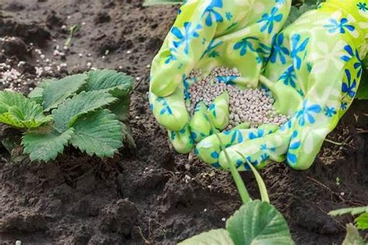 菊花的养护管理技术