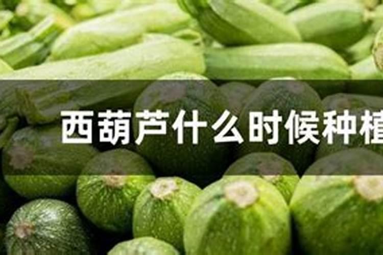 正在种植的甘蔗施什么肥料比较好？