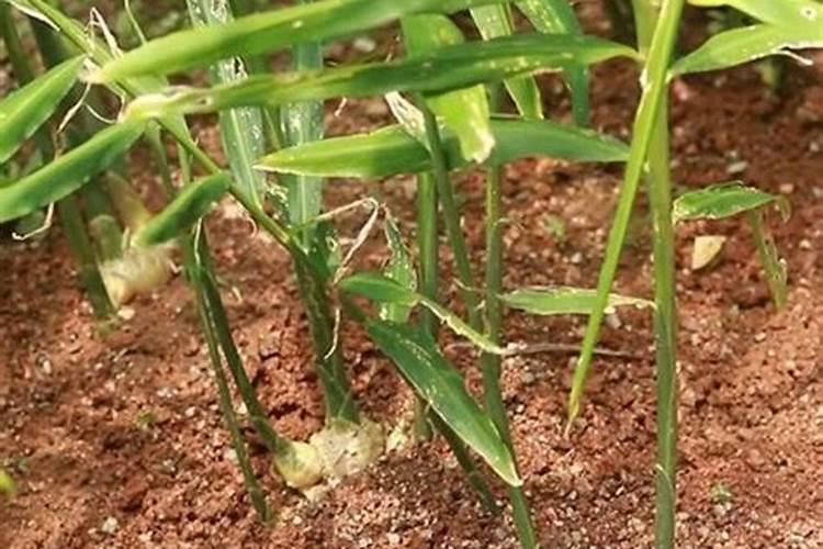 在花盆里种茶花用什么肥料