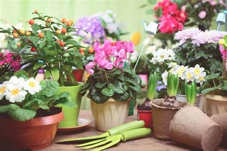 盆栽花用什么肥料最好养,养花一般要施什么肥料