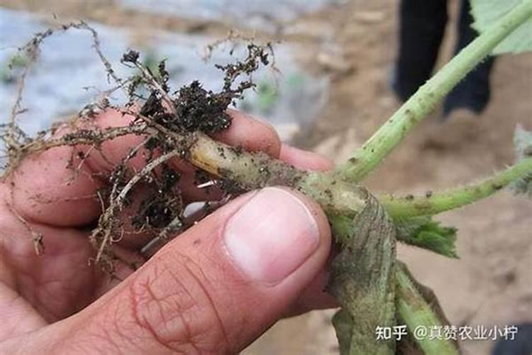 钾肥最高含量是多少