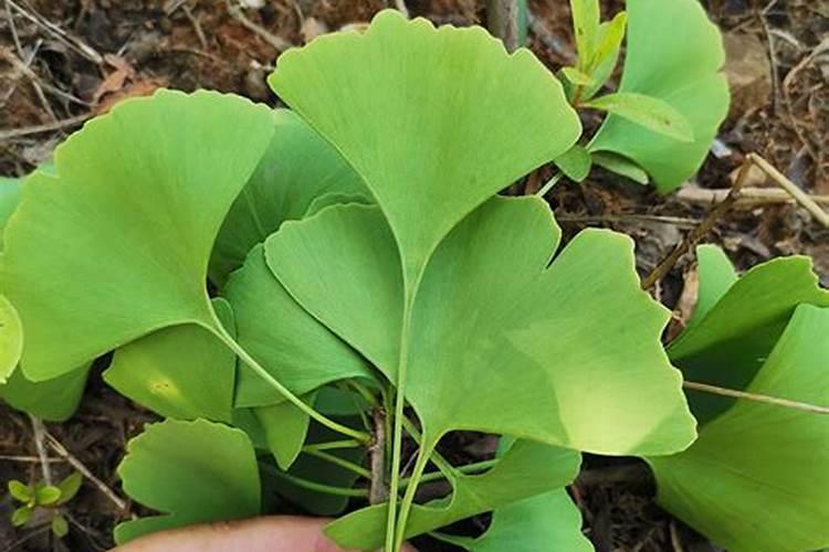 雨水多一定要注意番茄缺硼,要如何快速补充硼肥呢？