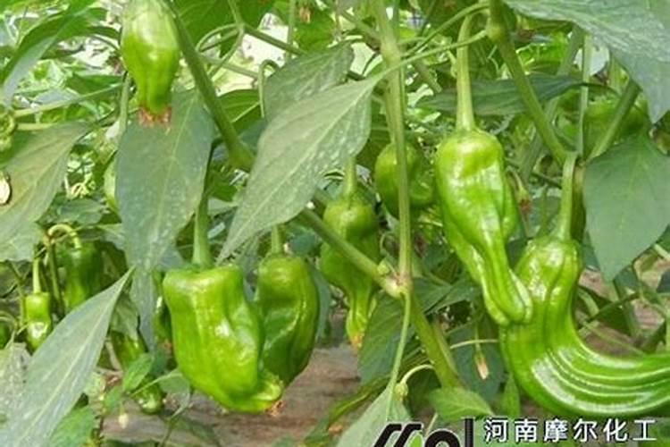 4月份最好吃最营养的6大果蔬 一人知晓全家享用