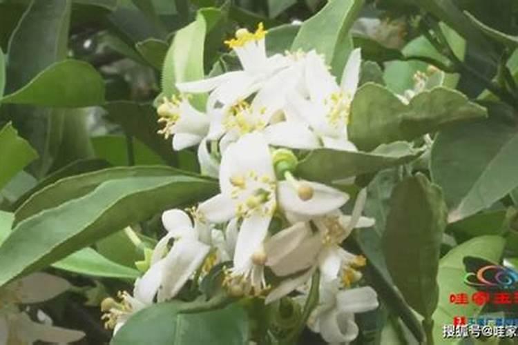 橙子树什么时候下肥料