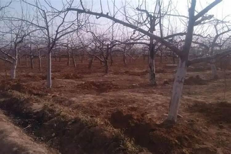 氮肥有哪几种叶面肥为氮肥