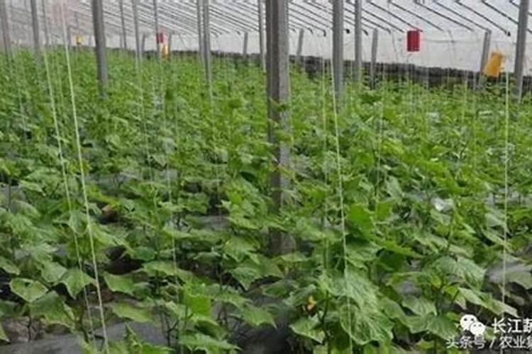 芸苔素内酯如何兑水