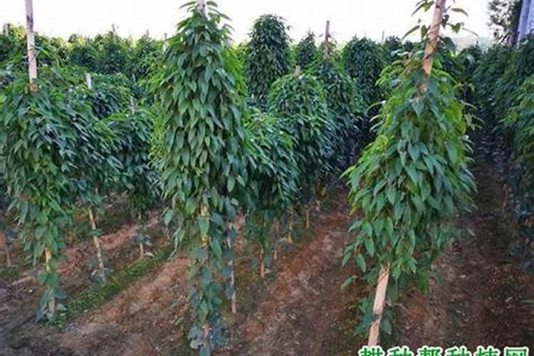 麻山药膨果叶面肥