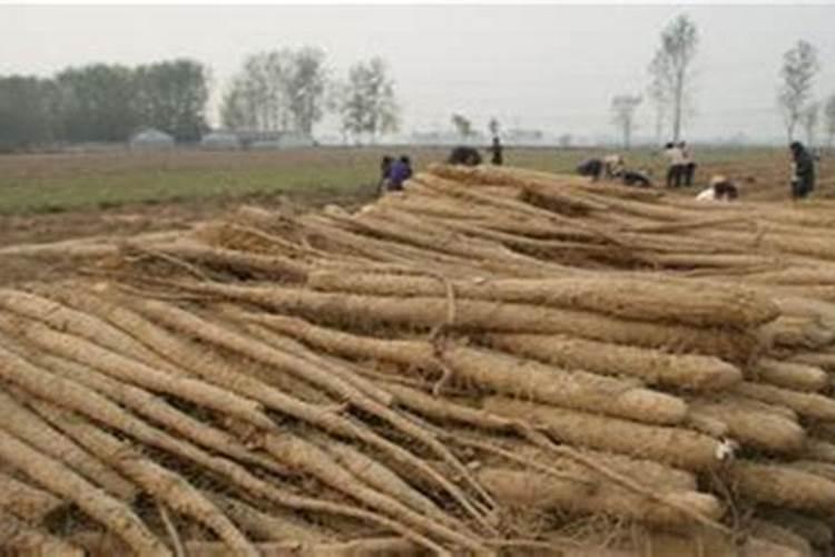 如何让菜园土壤变肥沃