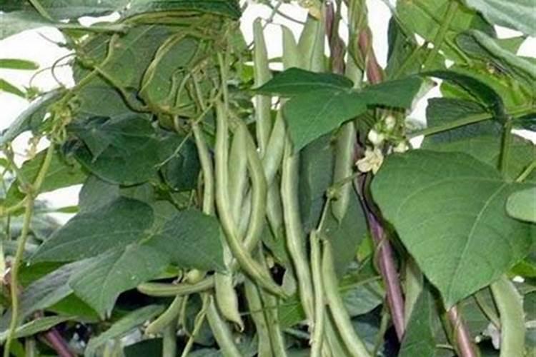 冬季大棚黄瓜,四季豆什么时候播种最好: