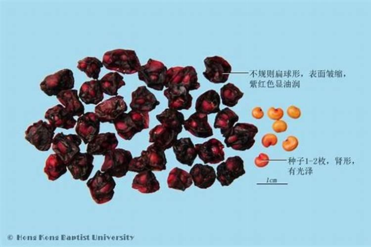 种植五味子使用除草剂会发生什么要害？该如何预防？