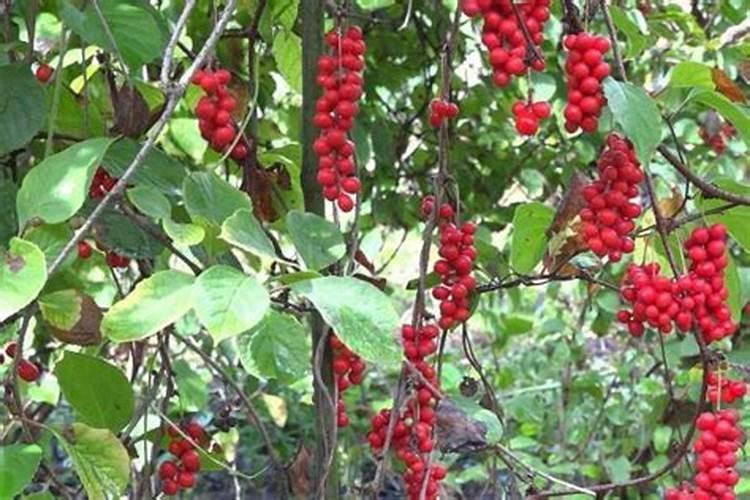 钙肥不能和哪些肥料共用