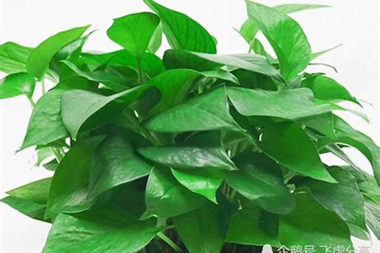 天堂鸟绿植怎么养 ,学会养护技巧,叶片肥绿窜老高