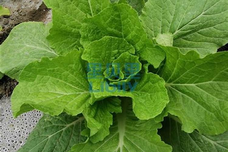 肉多要施什么肥料才能长大？