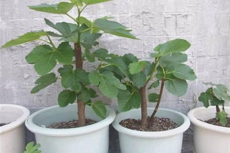 种无花果施什么肥