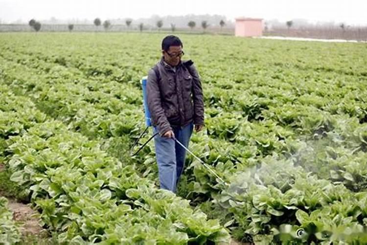 水稻追施叶面肥行吗？水稻冲施肥批发,水稻冲施肥有哪些？水稻叶面肥...