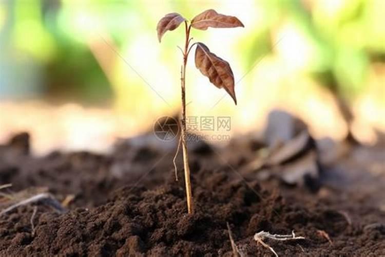 甜瓜苗,20天了叶子发黄,苗子不见长。怎么办