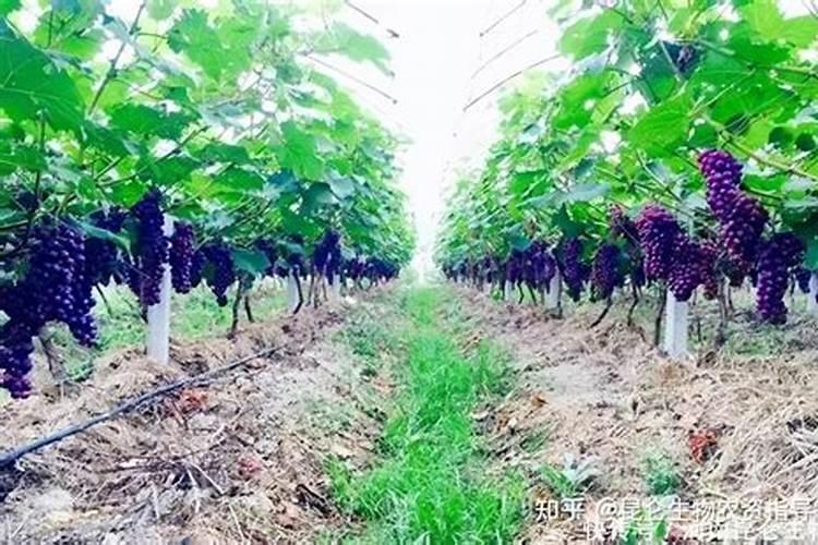 生活小常识:家里有小飞虫怎么办？根除花盆里的小飞虫