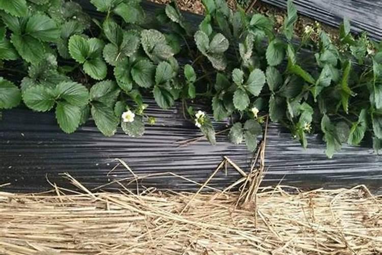 有机肥和无机肥的优点缺点各是什么