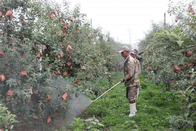 苹果树上什么肥料好