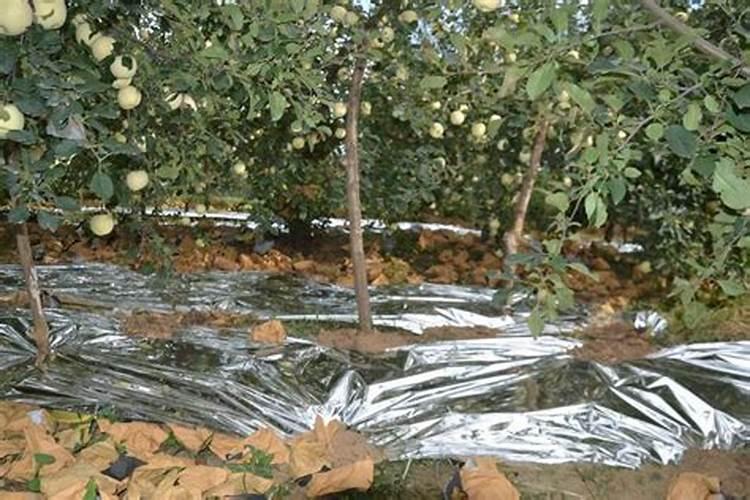 苹果缺钙症状什么时候补钙最快(苹果补钙用什么药)