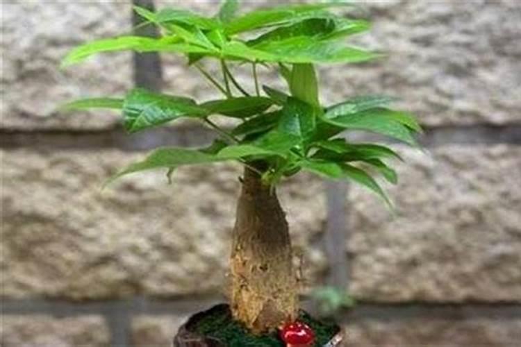 发财树施完肥需要浇水吗？