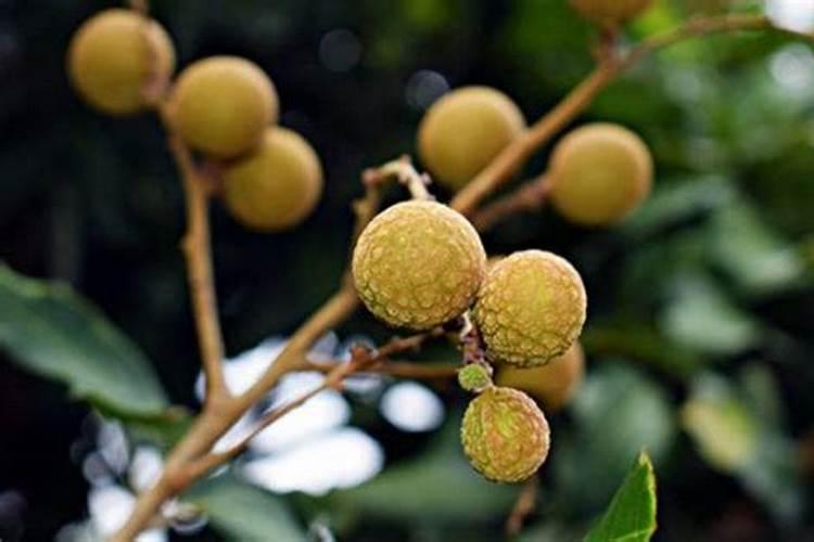 在四川种植什么树长得快,经济价值高？