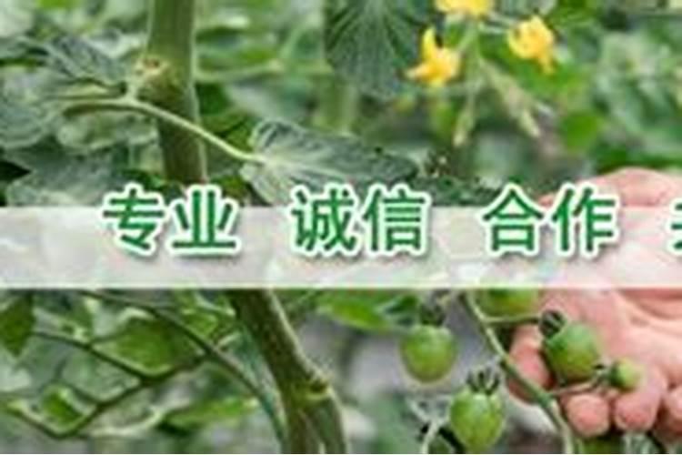 有机蔬菜用什么肥料