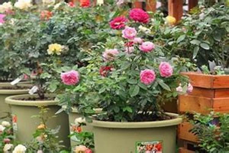 水溶肥和复合肥的区别？