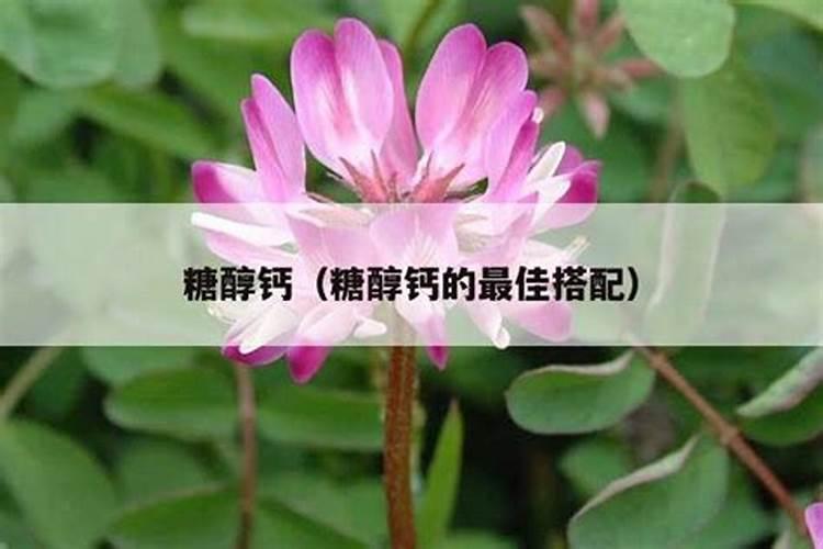 蕃茄施什么肥最好