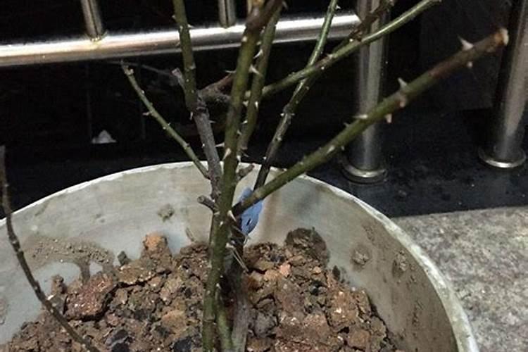 水稻和小麦有什么区别