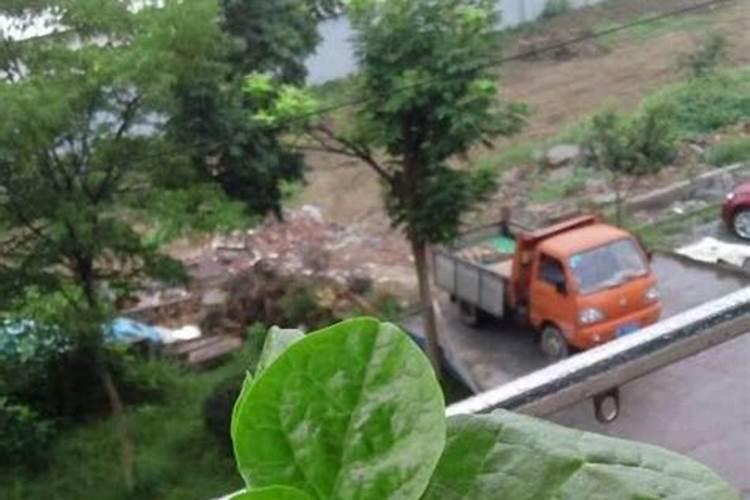 紫罗兰怎么施肥