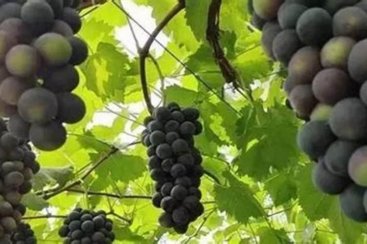 中量元素水溶肥料怎么使用