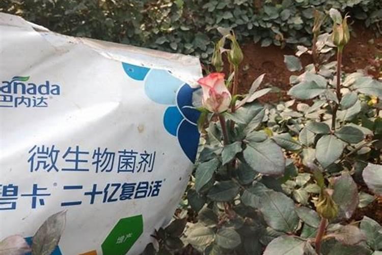玫瑰花怎么施肥,玫瑰花施氮磷钾肥最为合适