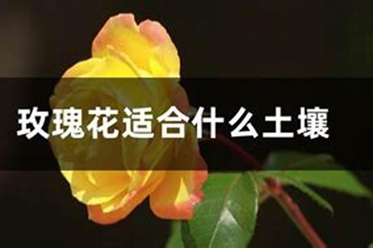 玫瑰花施肥施什么肥料,施肥太多了怎么办