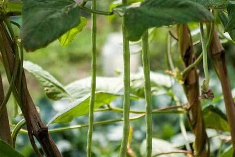 尿素浇菜最佳方法