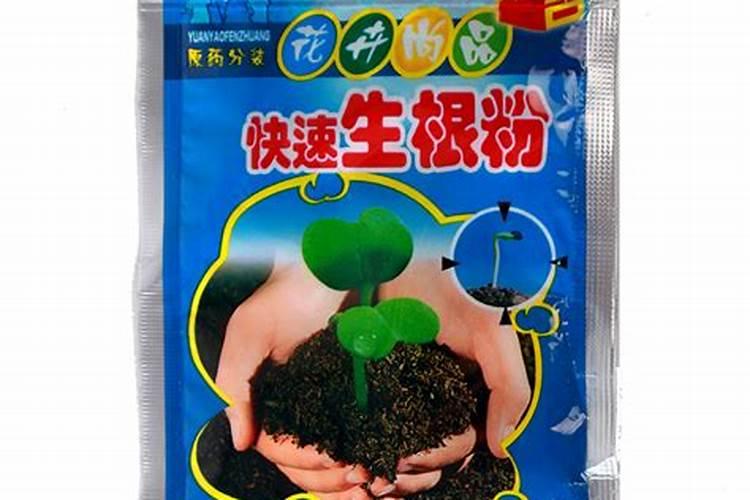 月季什么时候施钾肥