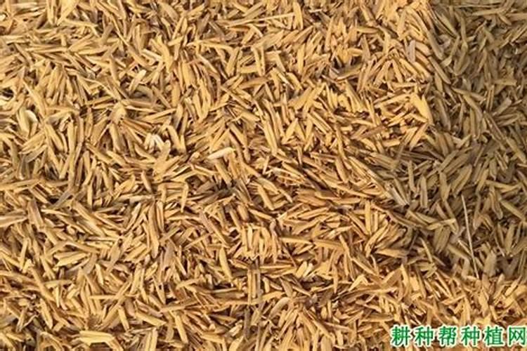 台湾吊兰在哪个月扦插最好？