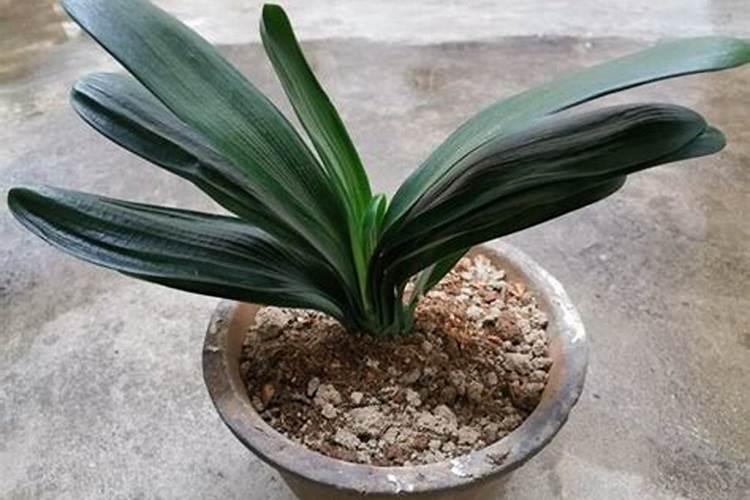 喷什么叶面肥能让韭菜变黑变绿